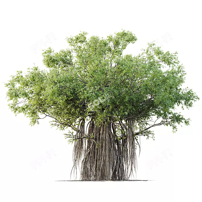  Indian Banyan Ficus Tree Model 3D model image 1