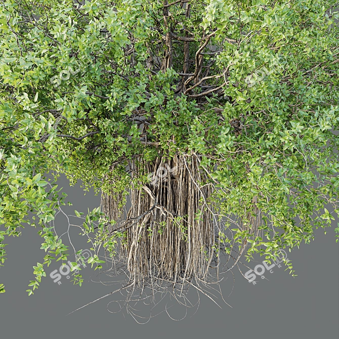  Indian Banyan Ficus Tree Model 3D model image 3