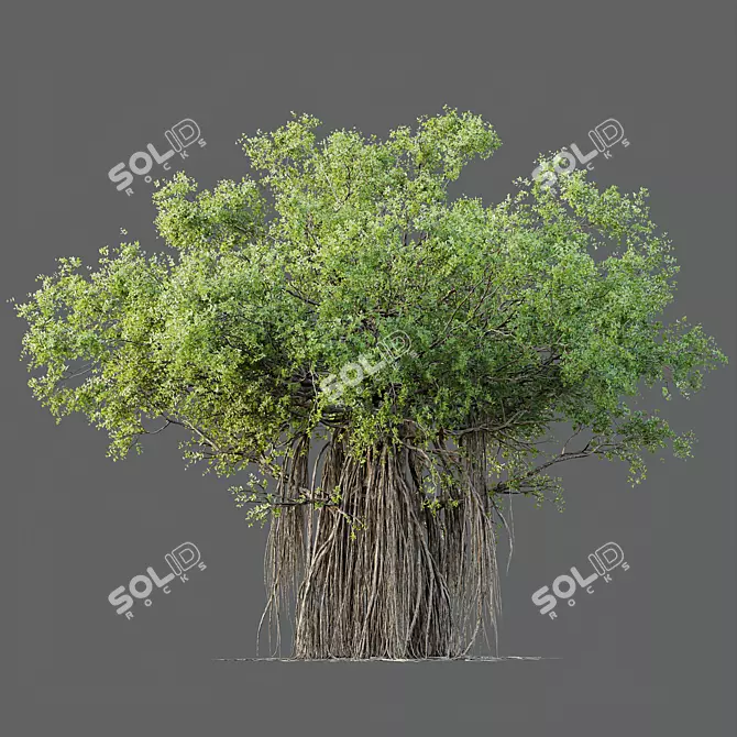  Indian Banyan Ficus Tree Model 3D model image 4