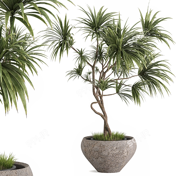 Realistic Dracaena & Schefflera Plants 3D model image 1