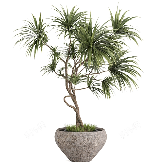 Realistic Dracaena & Schefflera Plants 3D model image 2