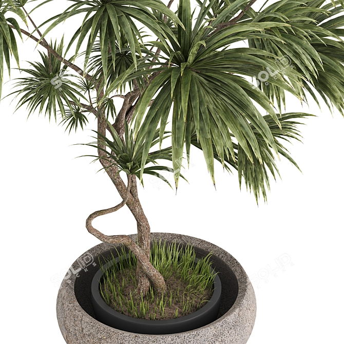 Realistic Dracaena & Schefflera Plants 3D model image 3