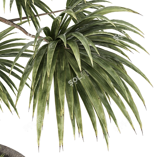 Realistic Dracaena & Schefflera Plants 3D model image 4