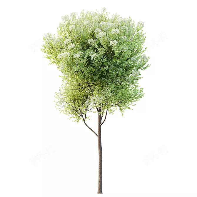 Teak Tectona Grandis HQ Tree 3D model image 1