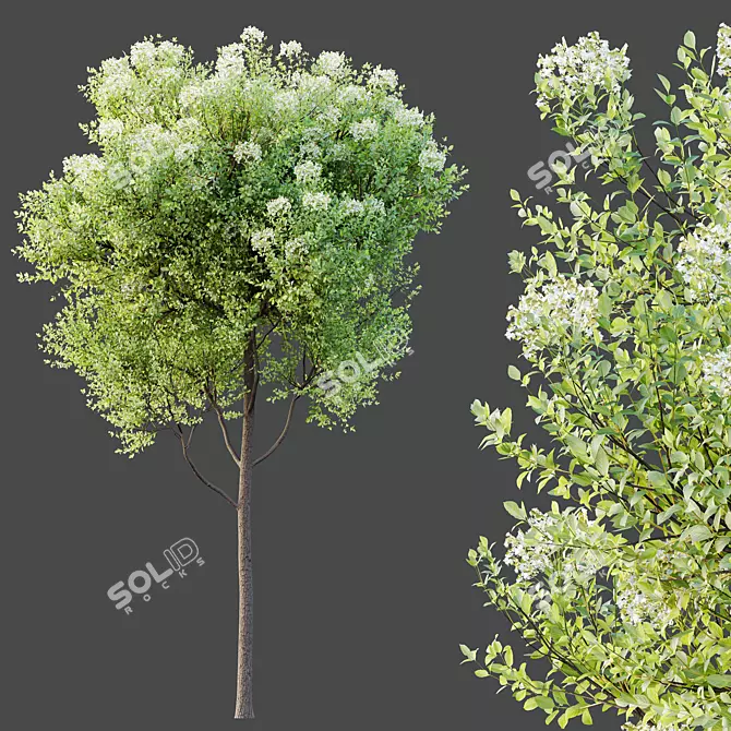 Teak Tectona Grandis HQ Tree 3D model image 2