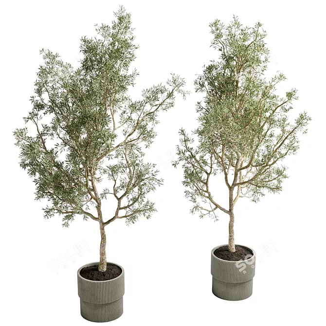 Concrete Vase Olive Trees Set 3D model image 2