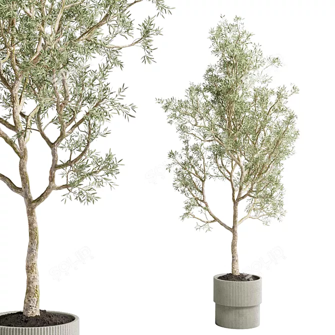 Concrete Vase Olive Trees Set 3D model image 3