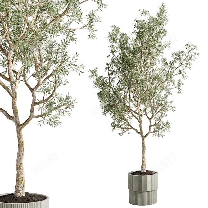 Concrete Vase Olive Trees Set 3D model image 4