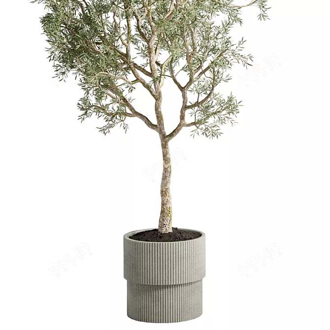 Concrete Vase Olive Trees Set 3D model image 6