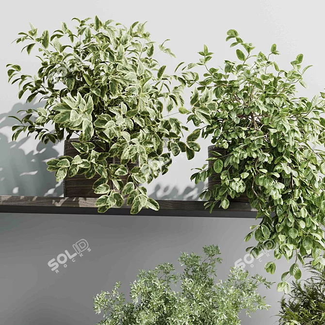 Hanging Plant Collection Indoor Decor 3D model image 4