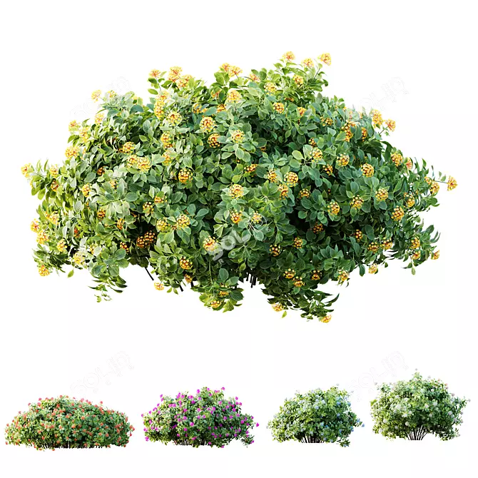 Confetti Lantana Bush 3D Models 3D model image 1
