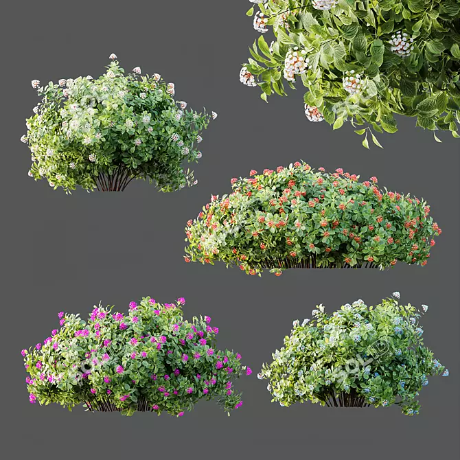 Confetti Lantana Bush 3D Models 3D model image 2