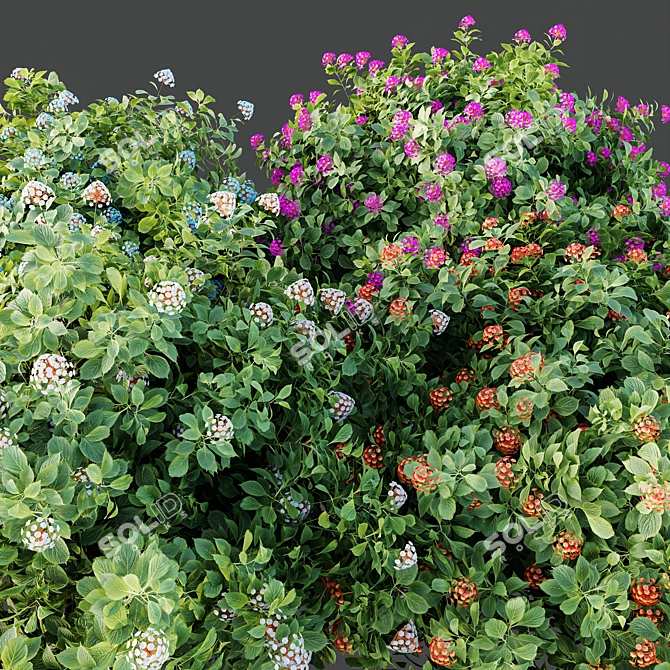 Confetti Lantana Bush 3D Models 3D model image 3