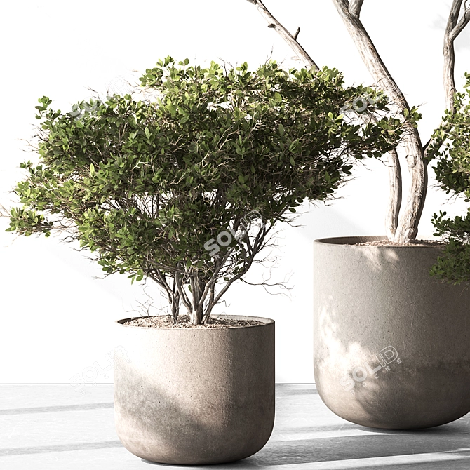 Russian Olive Tree in Pot 3D model image 3