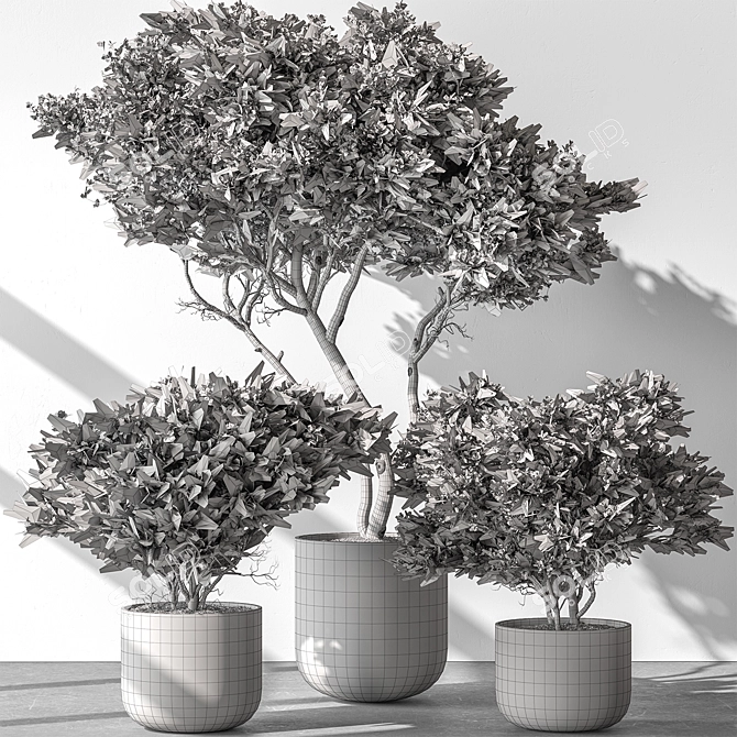 Russian Olive Tree in Pot 3D model image 5