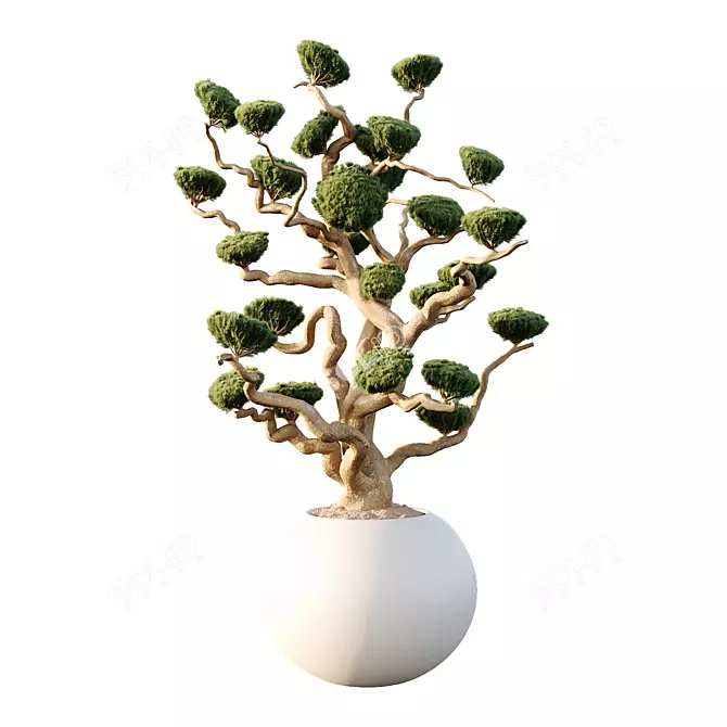 Luxury Potted Sphere Tree Model 3D model image 1