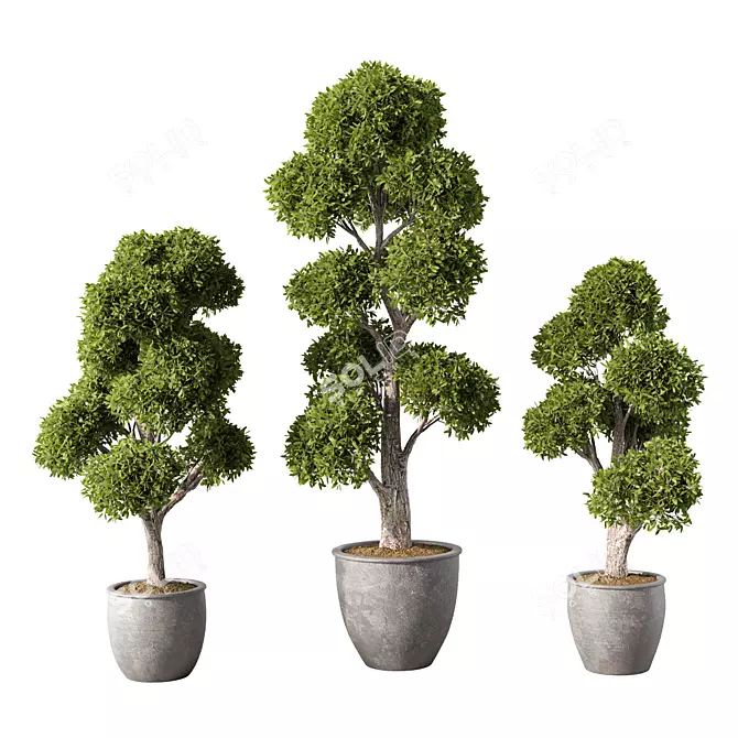 Evergreen Oasis Plant Set 3D model image 1