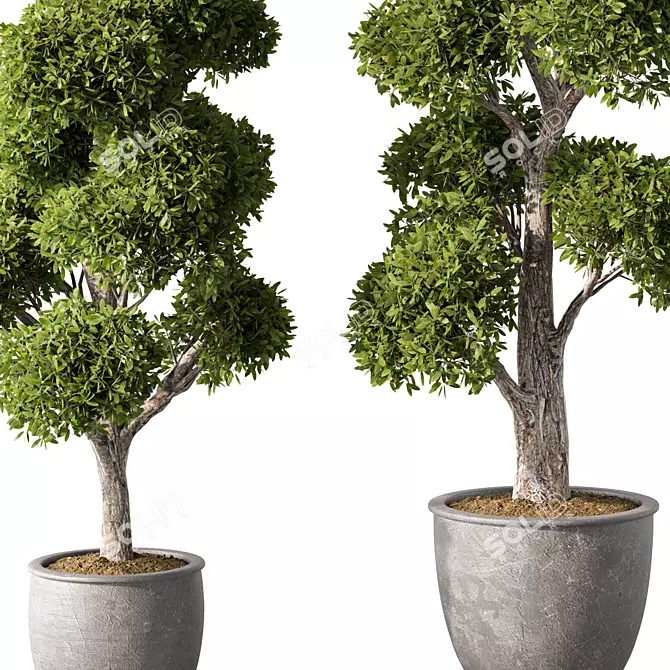 Evergreen Oasis Plant Set 3D model image 2