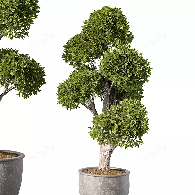 Evergreen Oasis Plant Set 3D model image 3