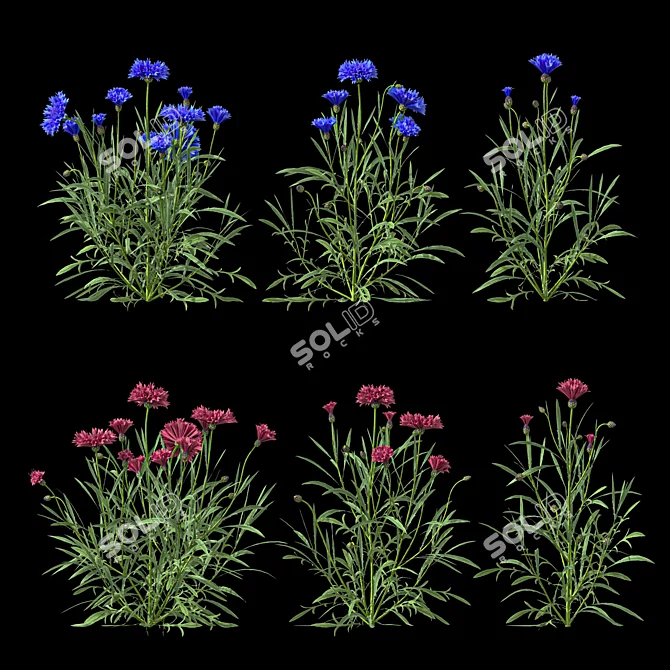 Centaurea 2018 Deluxe Flower Set 3D model image 2