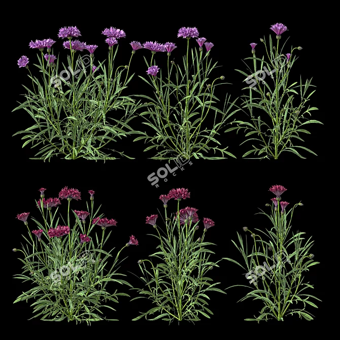 Centaurea 2018 Deluxe Flower Set 3D model image 3