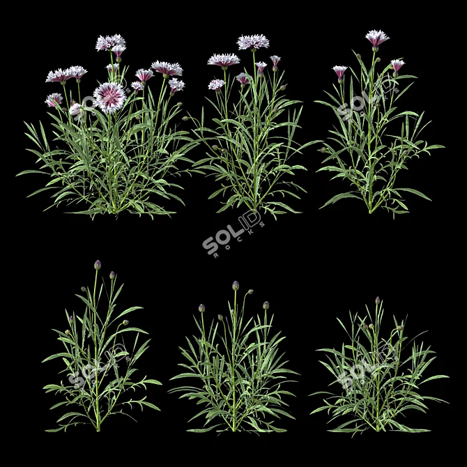 Centaurea 2018 Deluxe Flower Set 3D model image 4