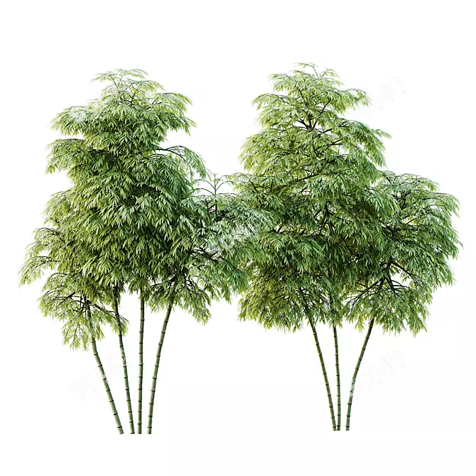 Therapeutic Bamboo Tree Models Pack 3D model image 1