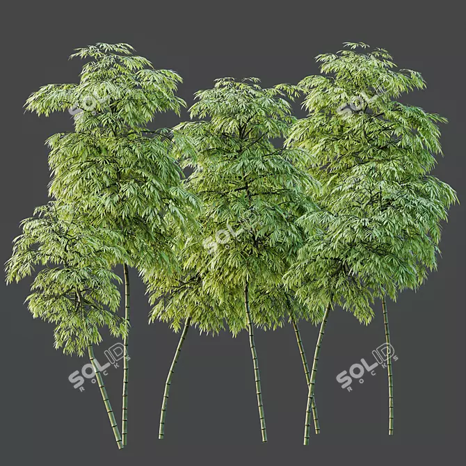 Therapeutic Bamboo Tree Models Pack 3D model image 2