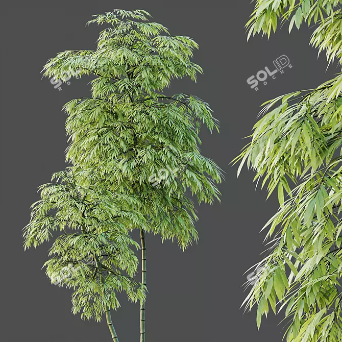 Therapeutic Bamboo Tree Models Pack 3D model image 3