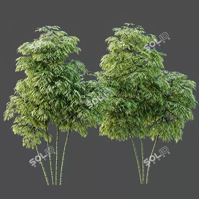 Therapeutic Bamboo Tree Models Pack 3D model image 4