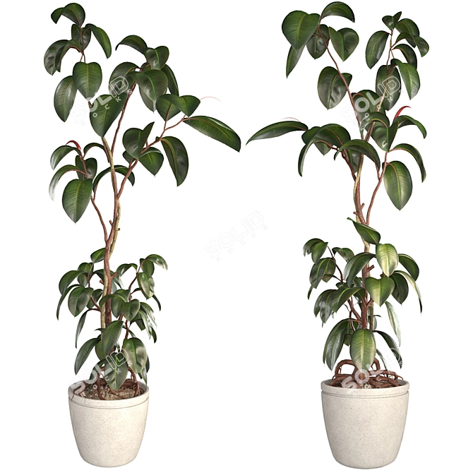 3D Plant & Decor Collection 3D model image 5