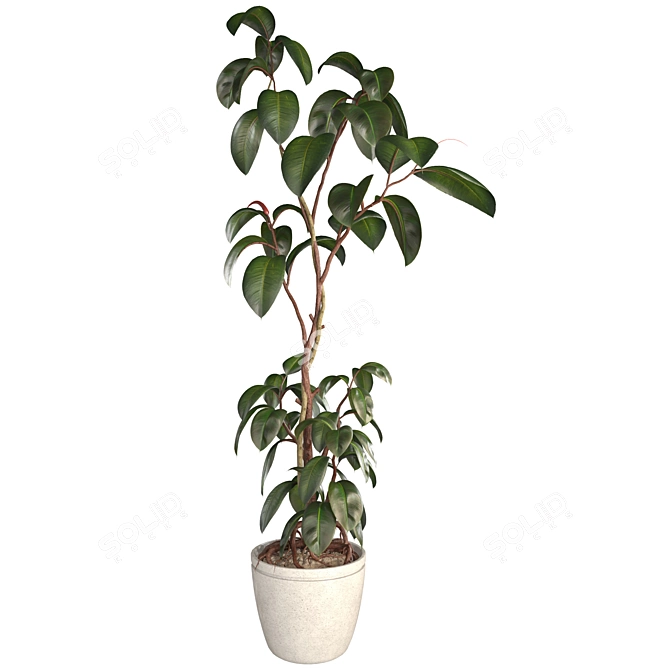 3D Plant & Decor Collection 3D model image 8