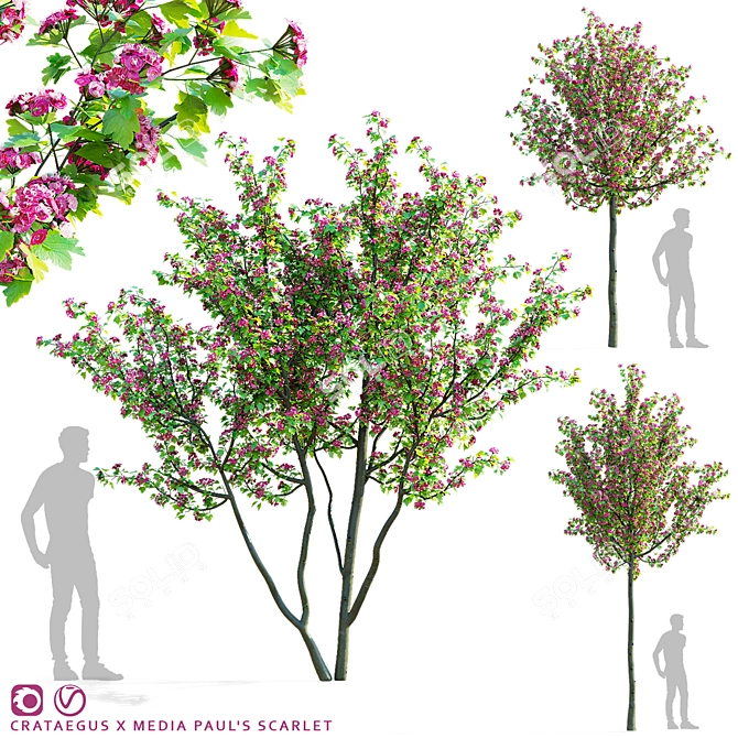 Paul's Scarlet Hawthorn Tree Models 3D model image 1