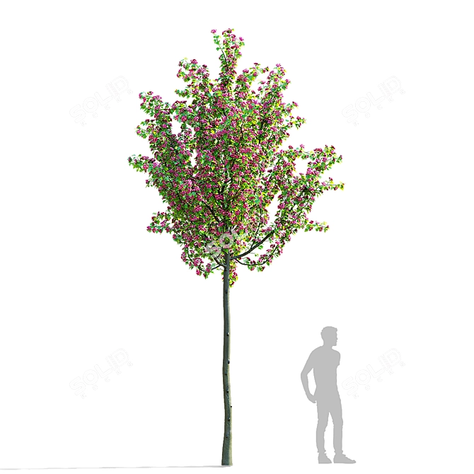 Paul's Scarlet Hawthorn Tree Models 3D model image 4