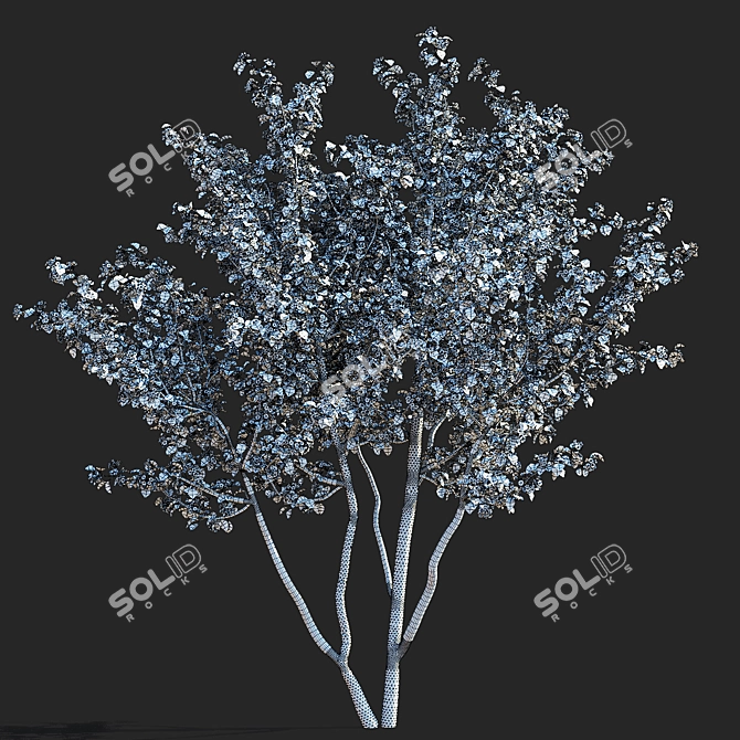 Paul's Scarlet Hawthorn Tree Models 3D model image 5