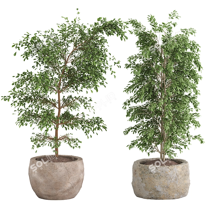  Shrub Indoor Plant Set 3D model image 1