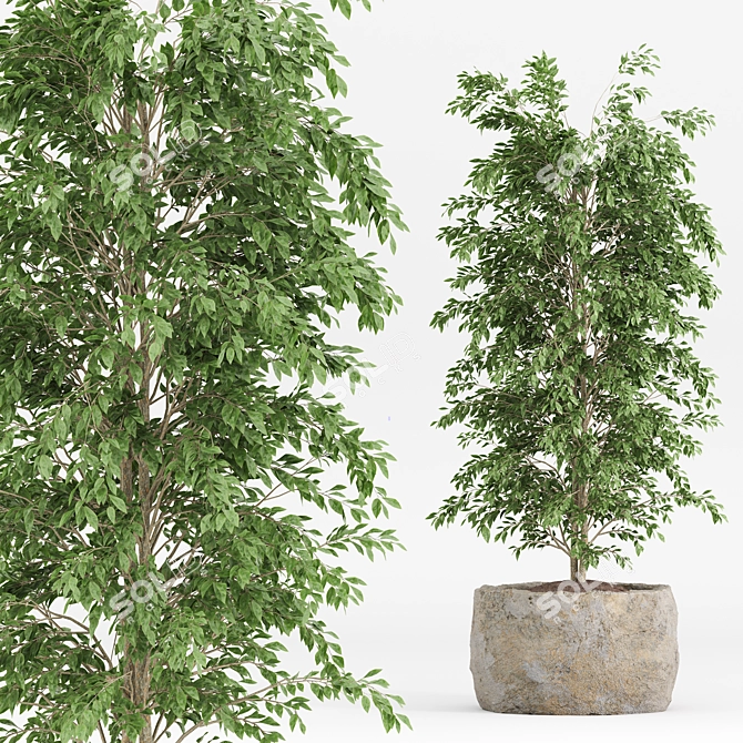  Shrub Indoor Plant Set 3D model image 2