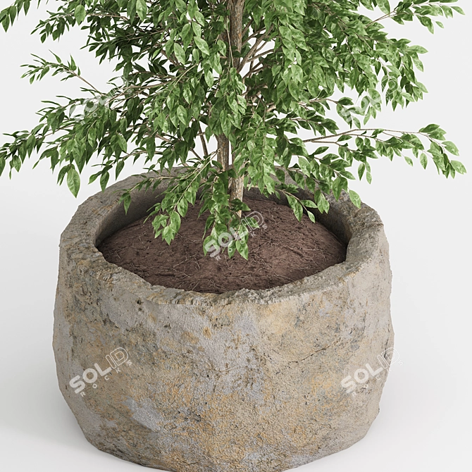  Shrub Indoor Plant Set 3D model image 4