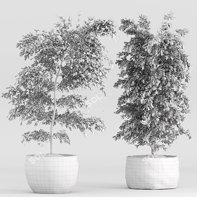  Shrub Indoor Plant Set 3D model image 6