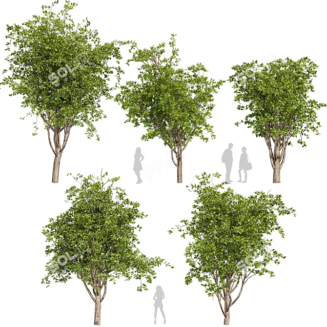 Premium Mulberry Tree 3D Model 3D model image 1