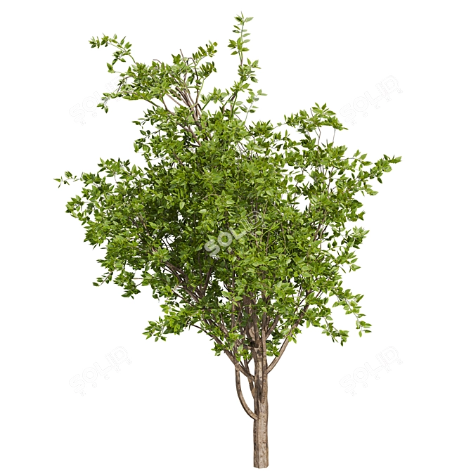 Premium Mulberry Tree 3D Model 3D model image 3