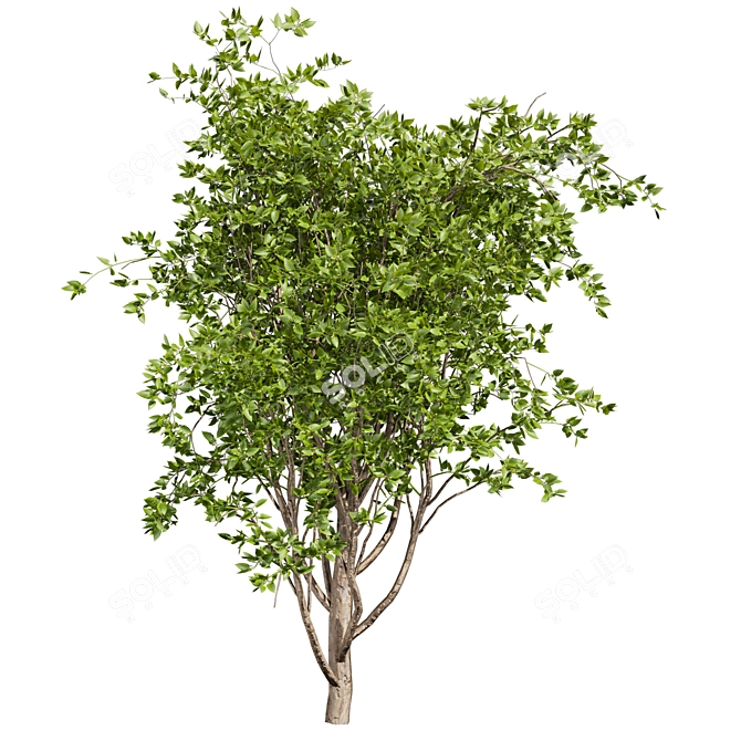 Premium Mulberry Tree 3D Model 3D model image 5