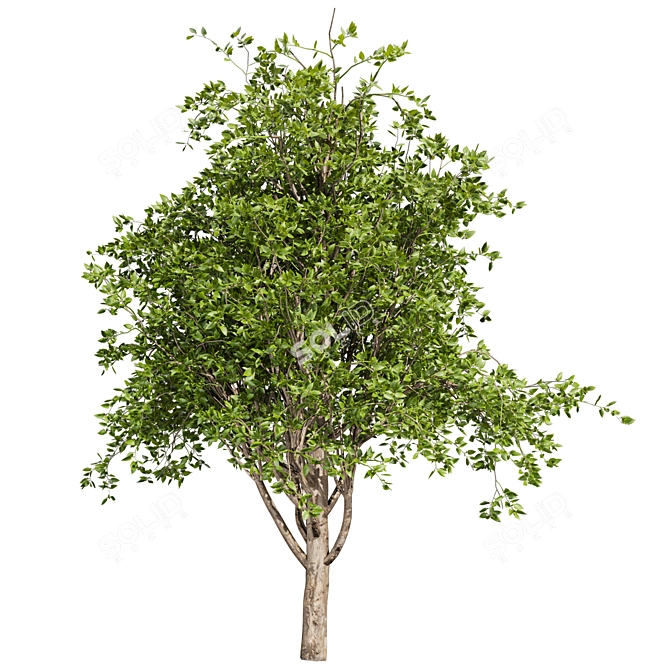 Premium Mulberry Tree 3D Model 3D model image 6