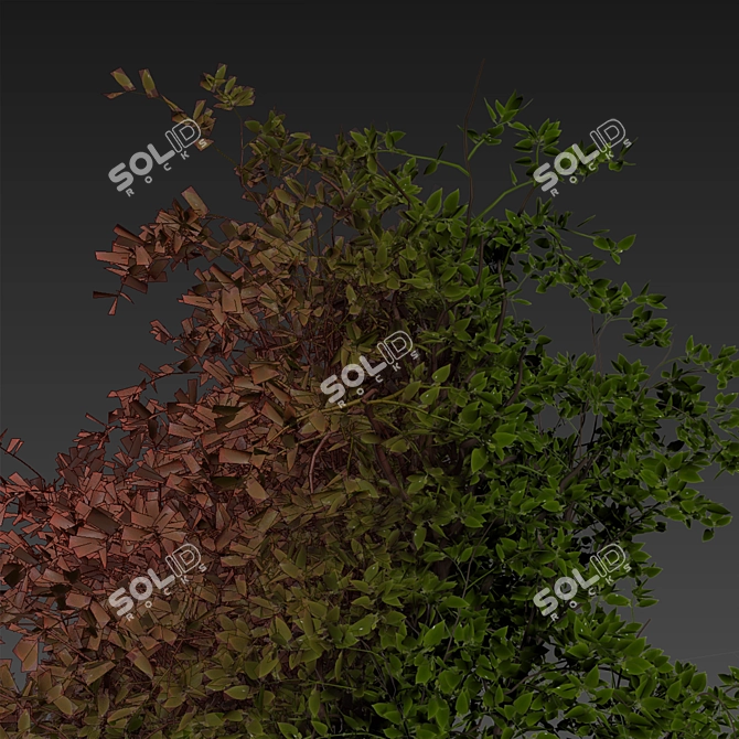 Premium Mulberry Tree 3D Model 3D model image 7