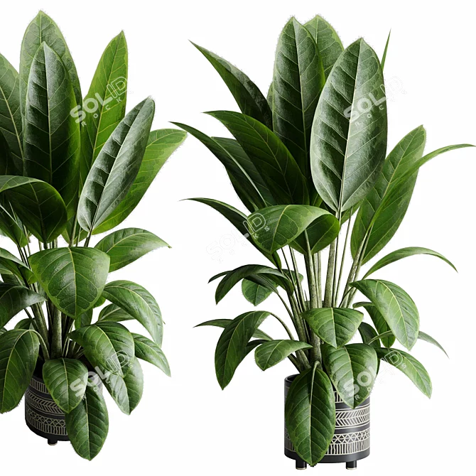 Rubber Tree Ficus Indoor Plant 3D model image 1