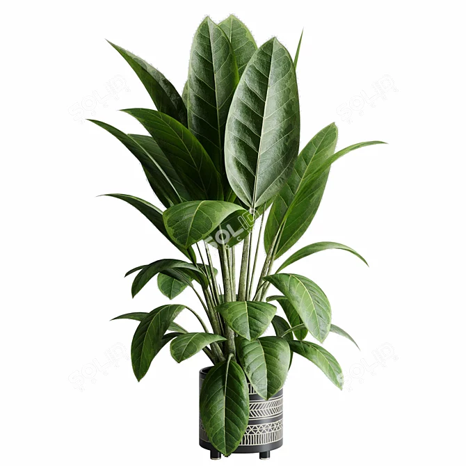 Rubber Tree Ficus Indoor Plant 3D model image 2