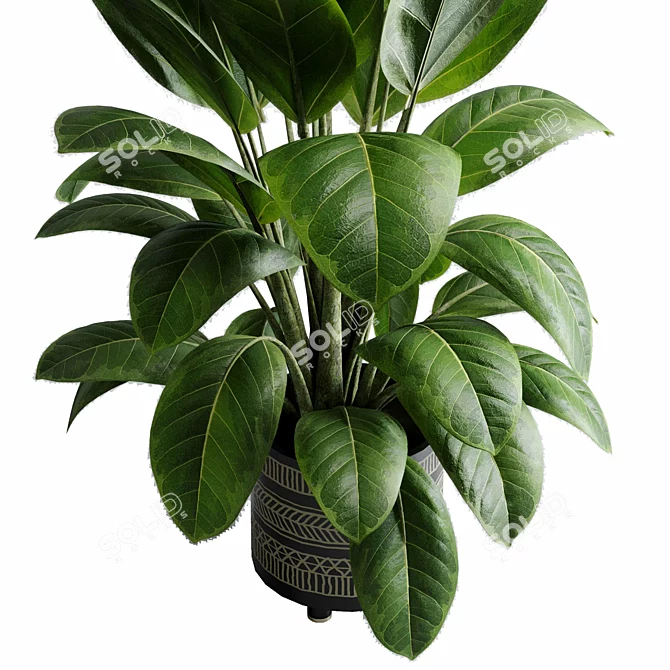 Rubber Tree Ficus Indoor Plant 3D model image 3