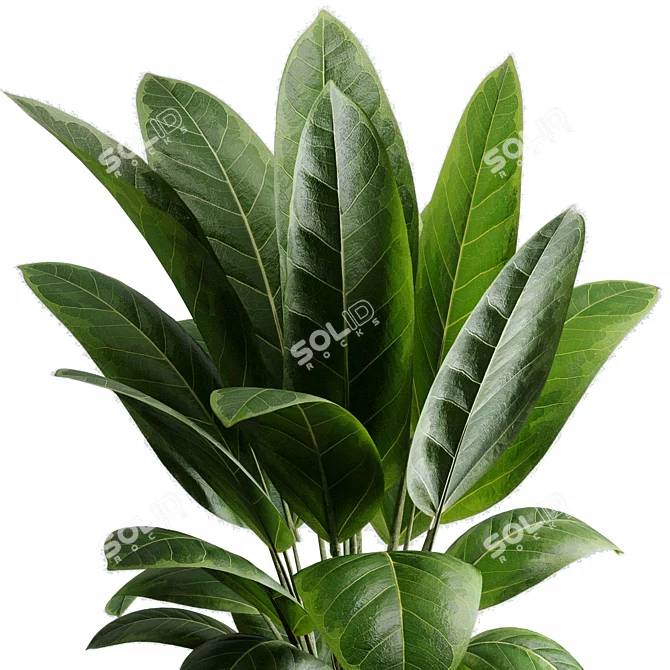 Rubber Tree Ficus Indoor Plant 3D model image 4