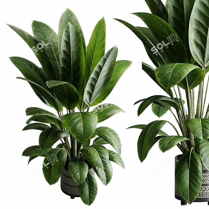 Rubber Tree Ficus Indoor Plant 3D model image 5