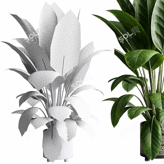 Rubber Tree Ficus Indoor Plant 3D model image 6